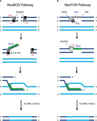 The Impact of Lateral Gene Transfer in Chlamydia